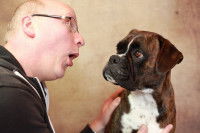 Un Pitbull regarde son maître d'un air dubitatif