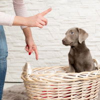 Un chien reste dans son panier suite aux ordres de son maître