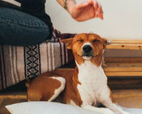 Un chien couché se faisant caresser la tête