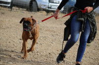 Gros chien tiré par sa maîtresse