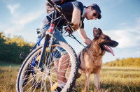 Chien promené lors d'une ballade en vélo