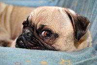 Un Carlin qui regarde du coin de l'œil 