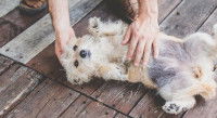 Chien sur le dos se fait caresser le ventre