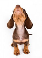 Un chien sentant des odeurs fortes