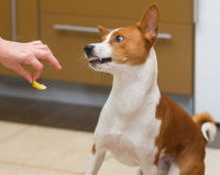 Un chien repoussé par un citron