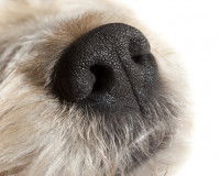 Museau et truffe d'un chien
