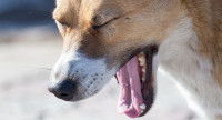 Chien qui baille