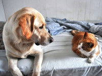 L'expérience des animaux est importante dans la cohabitation entre un chien et un chat