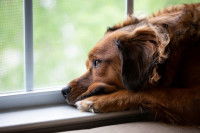 Un chien regarde par la fenêtre d'un air mélancolique
