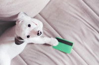 Un chiot tient une carte de crédit dans sa patte
