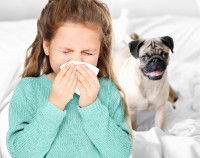 Une petite fille allergique aux chiens éternue