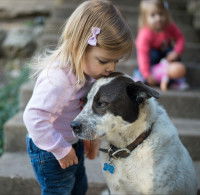 Les allergies dues au chien