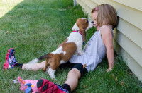 Les zoonoses, maladies transmises par les chiens