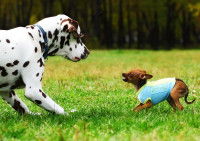 Un Dalmatien appréhende un jeune chien