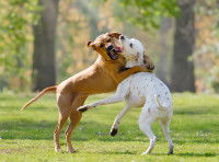 Deux chiens jouant ensemble sur une pelouse