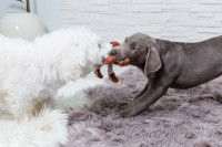 Deux chiens se disputent un jouet