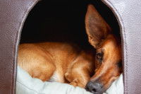 Un chien brun couché sur un coussin dans sa niche