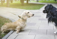 Deux chiens se présentent l'un à l'autre