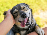 Un chien se fait caresser et aime ca