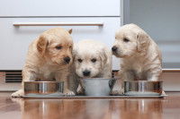 Trois chiots Labrador mangent ensemble