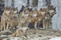 Une meute de loups qui regardant dans la même direction