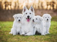 Une famille de Bergers Suisses blancs