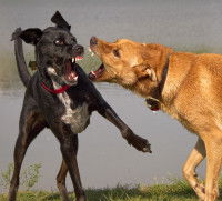 Deux chiens se disputent