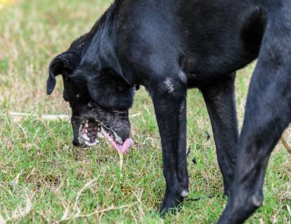 complications du coup de chaleur chez le chien