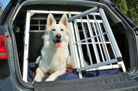 Un beau chien blanc dans sa cage dans le coffre d'une voiture