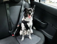 Un chien attaché sur le siège arrière d'une voiture, prêt à partir en covoiturage