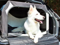 Un chien blanc dans un sac de transport installé dans le coffre d'une voiture