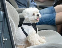 Un petit chien blanc fait du covoiturage