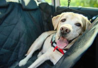 Un chien blanc installé sur les sièges arrière d'une voiture