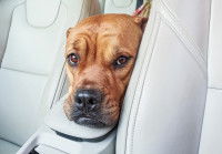 Un Bullmastiff souffrant du mal des transport pendant un covoiturage