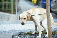 La quantification du phénomène des crottes de chien