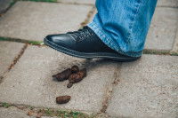 Les nuisances des crottes de chien