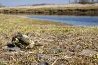Les risques des crottes de chien pour l’environnement