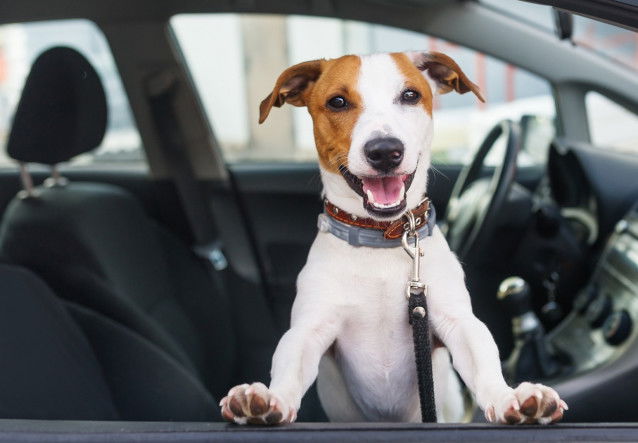 Le trajet du déménagement avec un chien