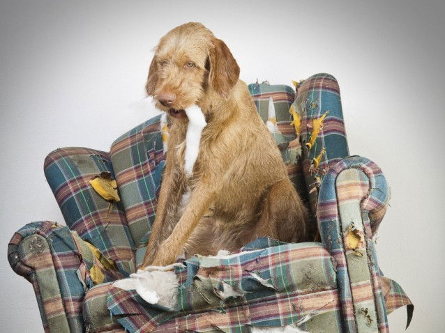 La gestion du stress du chien