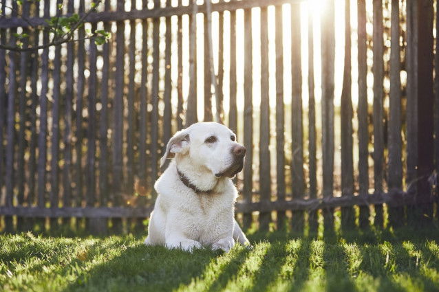 Où mettre son chien pendant un déménagement ?