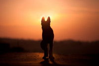 La silhouette d'un chien en contre-jour