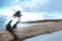 Un chien avec des ailes sur une plage