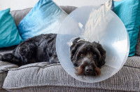 Un chien couché sur un canapé et portant une colerette autour du cou