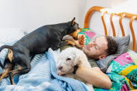 Deux chiens réveillent un homme endormi dans son lit en sautant sur lui et en aboyant