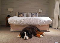 Un chien couché sur le sol devant le lit de ses propriétaires