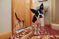 Les avantages pour le chien