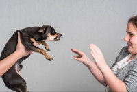 Le cas des personnes ayant une phobie des chiens