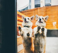 Les interdictions formelles