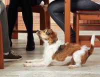 Les inconvénients et les risques pour le chien lui-même