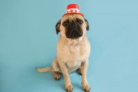 Un chien Carlin porte un chapeau